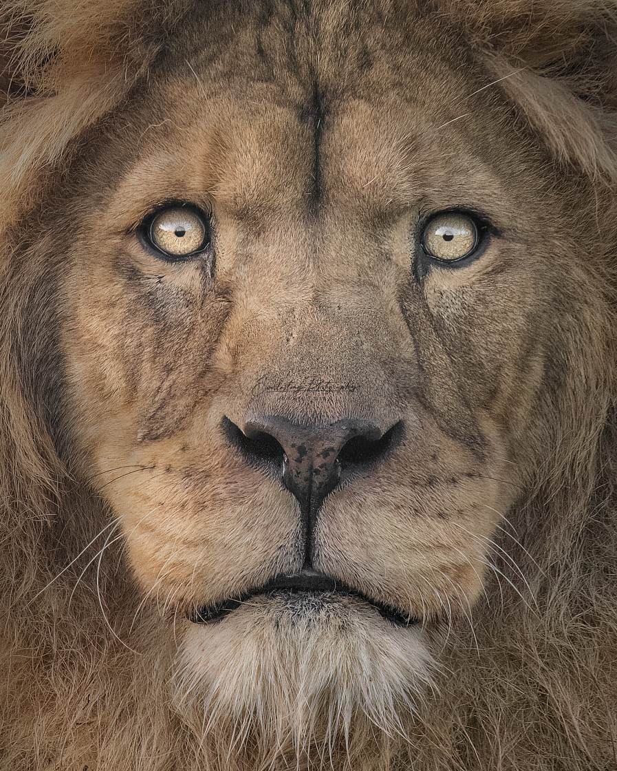 "Lion Portrait" stock image