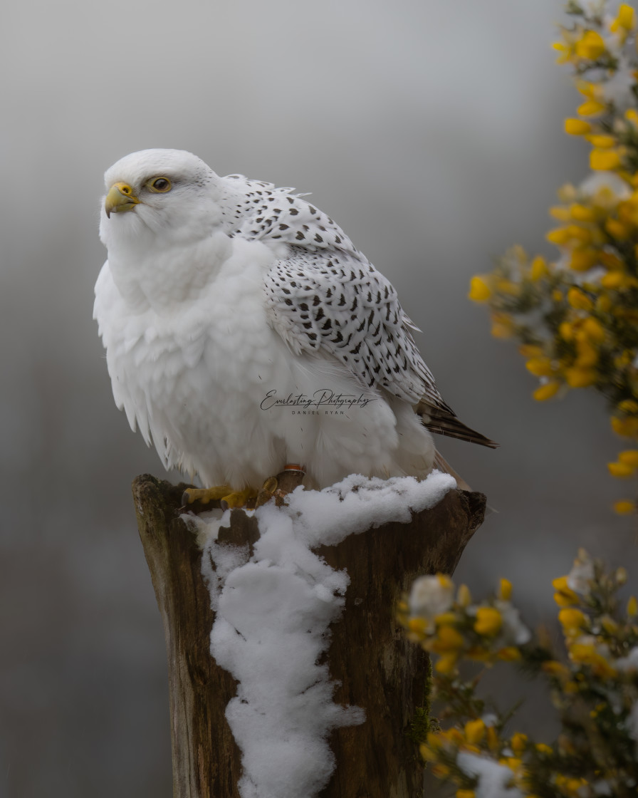 "Gyr Falcon Portrait" stock image