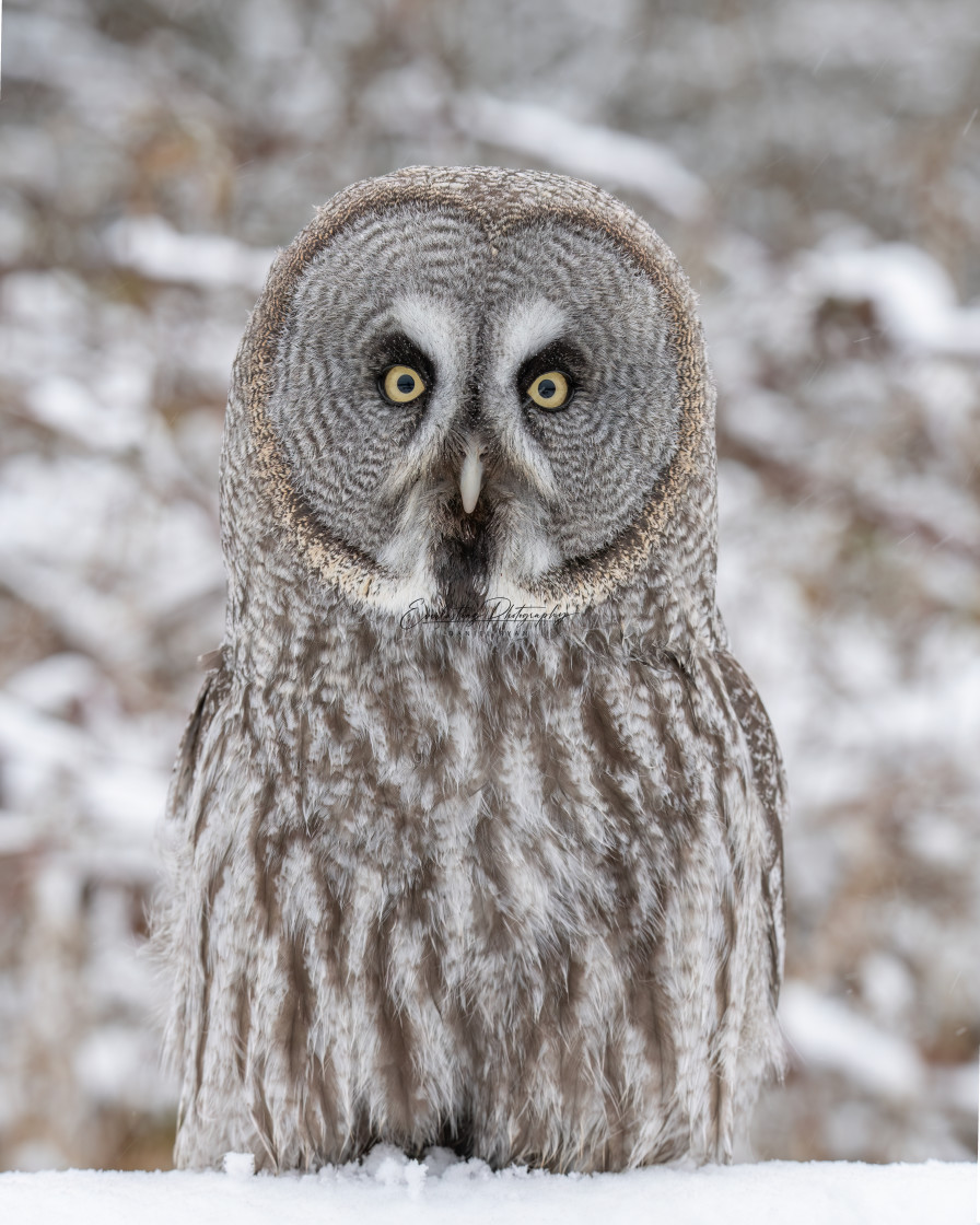 "Great Grey Owl Portrait" stock image