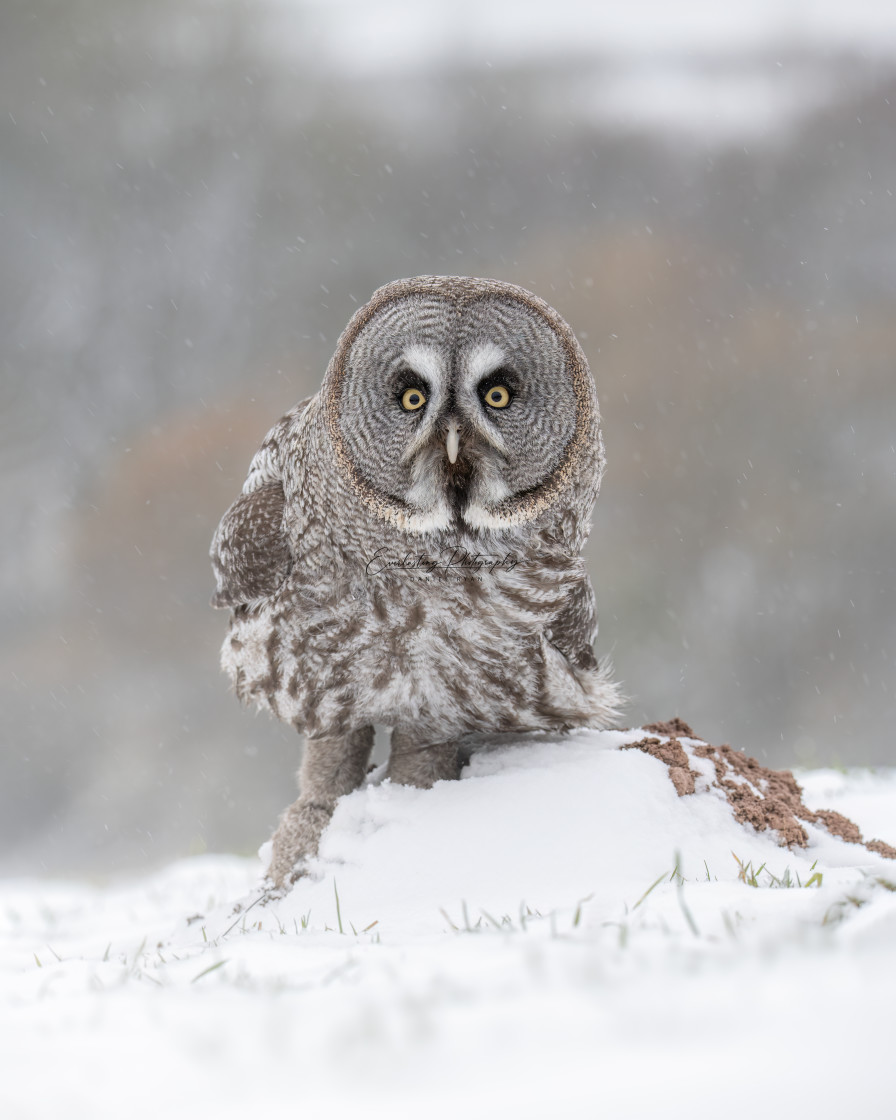 "Great Grey Owl Portrait" stock image