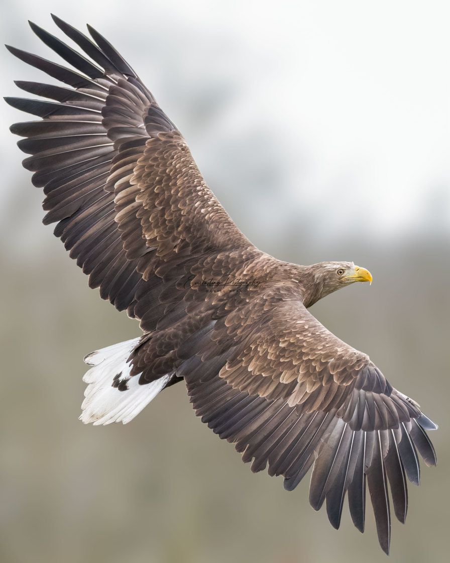 "White Tailed Sea Eagle" stock image