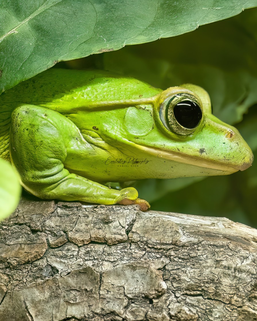 "Frog" stock image