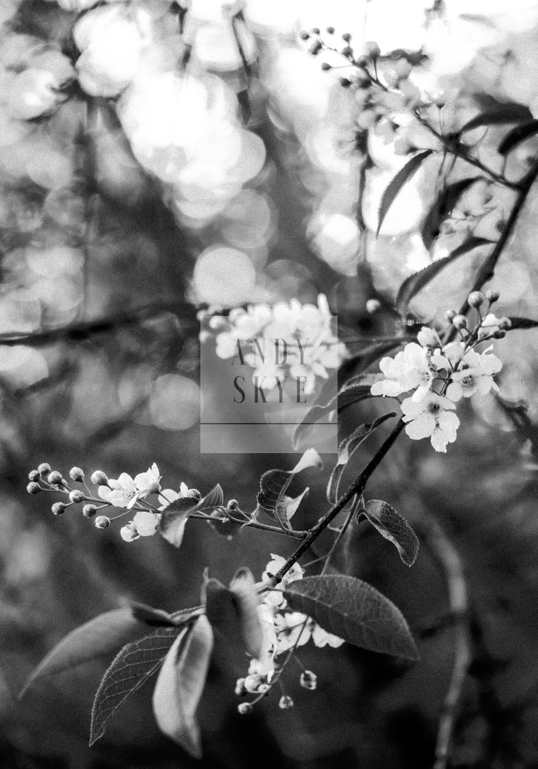 "ornamental apple tree" by andy skye - £30.00 "ornamental apple tree" stock image
