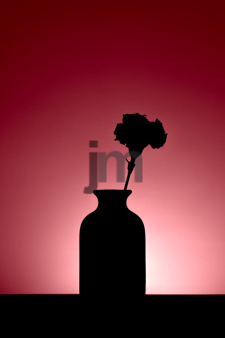 "Silhouette of Carnation in Vase on Red" stock image