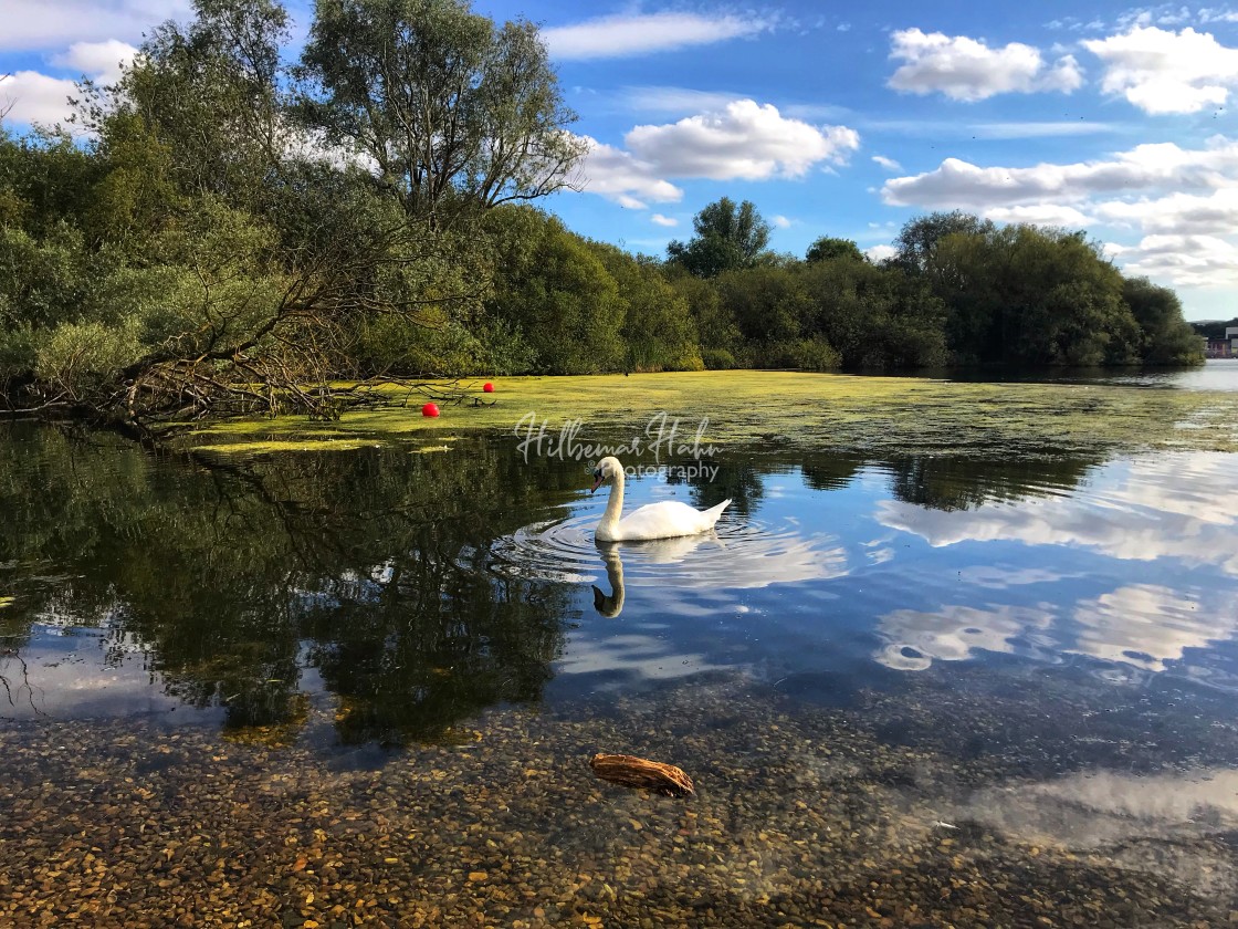 "Swan in the lake" stock image