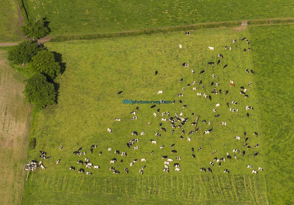 "Aerial photo of cows in triangular field 210608 24" stock image