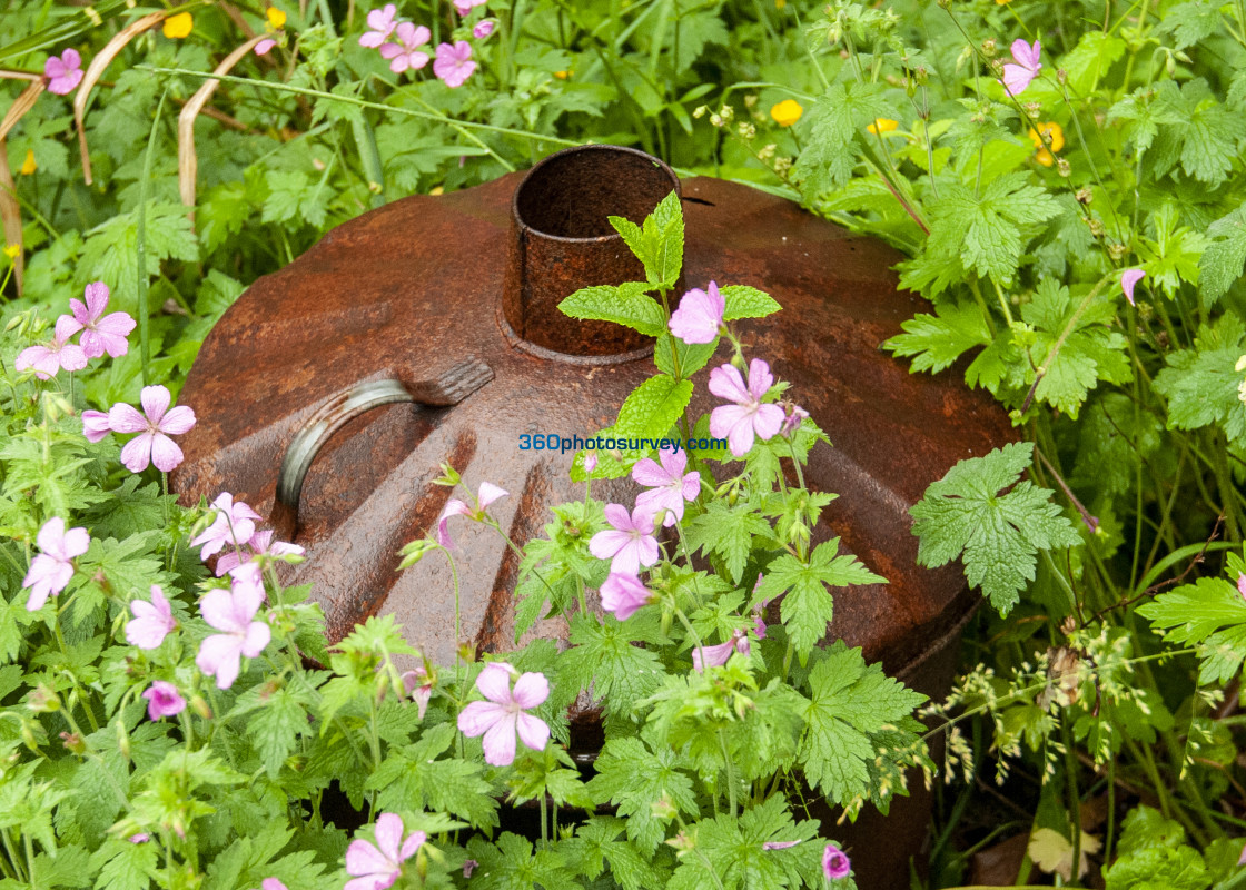 "Overgrown garden 210624" stock image