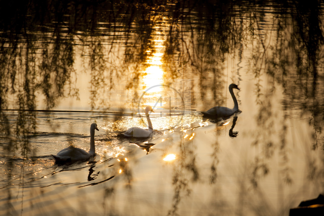 "Swans on River Severn" stock image