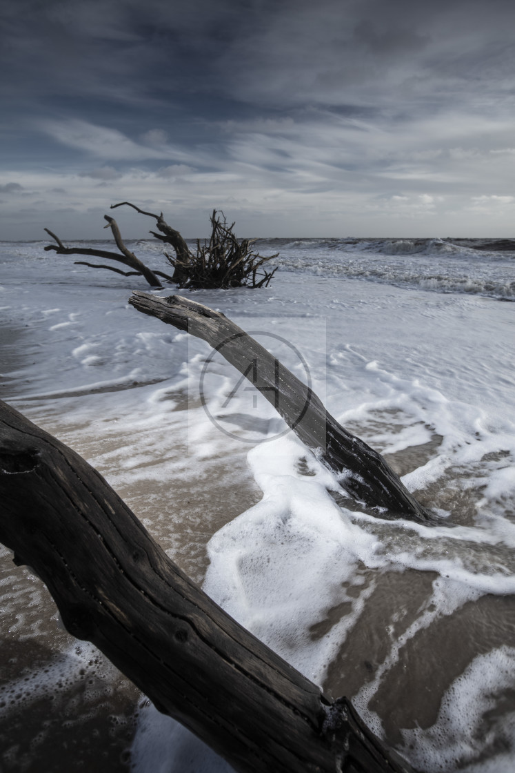 "Covehithe trees" stock image