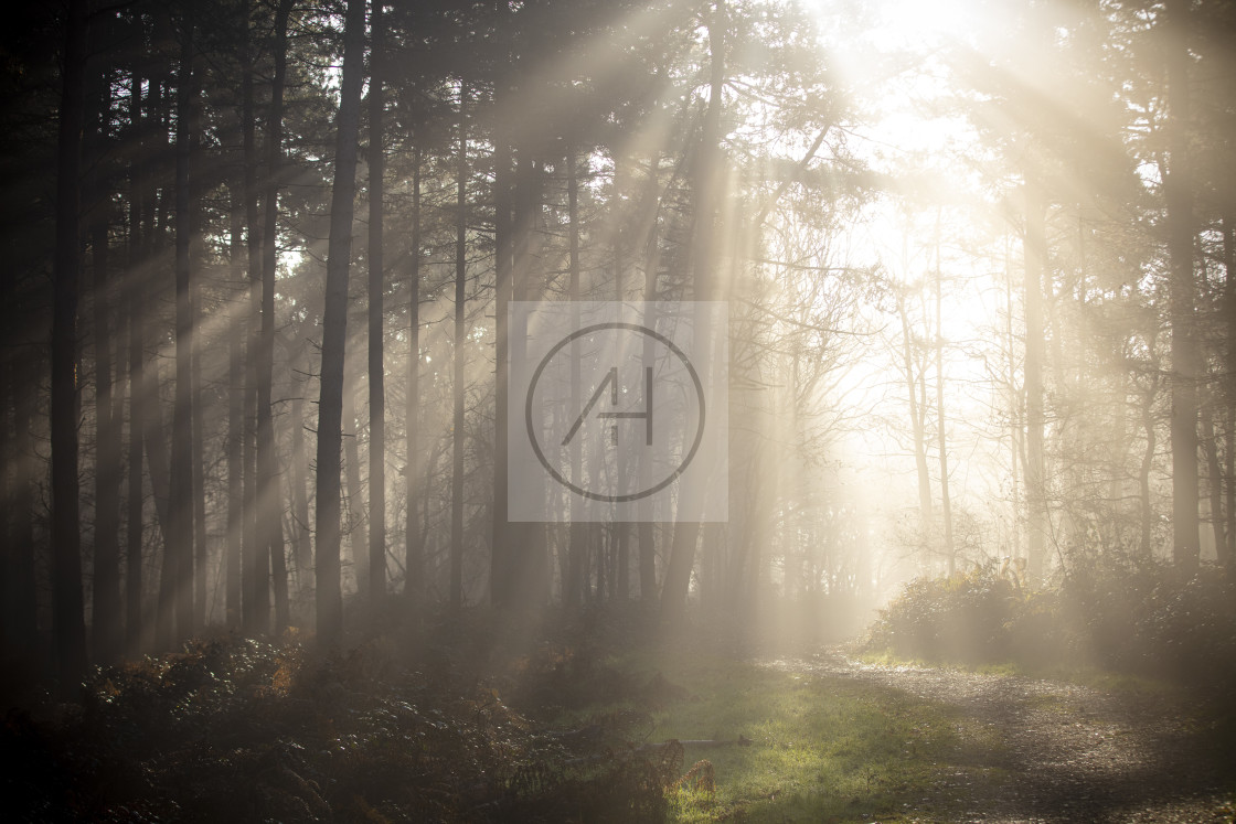 "Misty morning forest" stock image