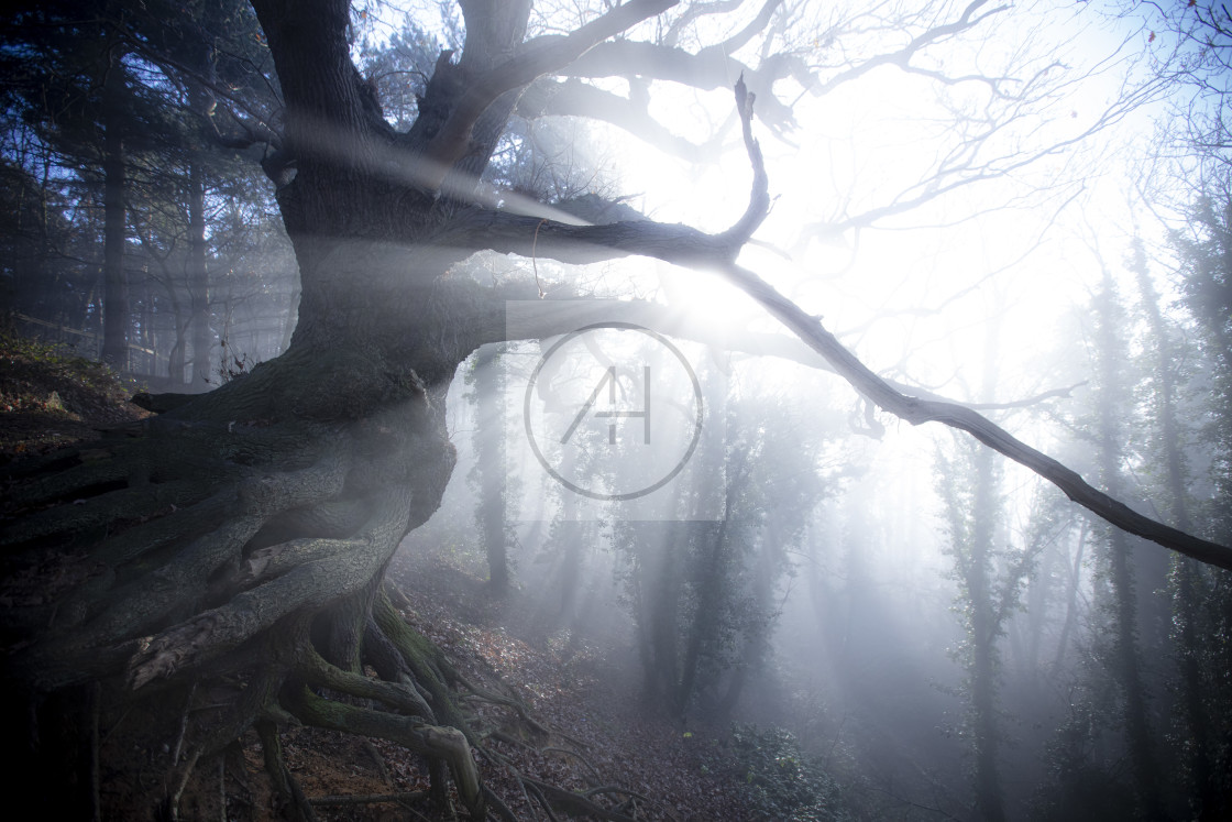 "Orwell Country Park ancient oak in the mist" stock image