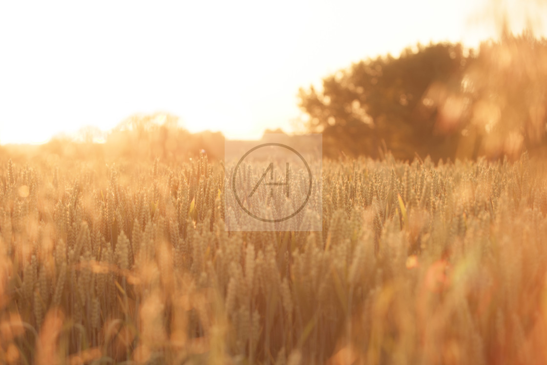 "sunset over wheat field" stock image