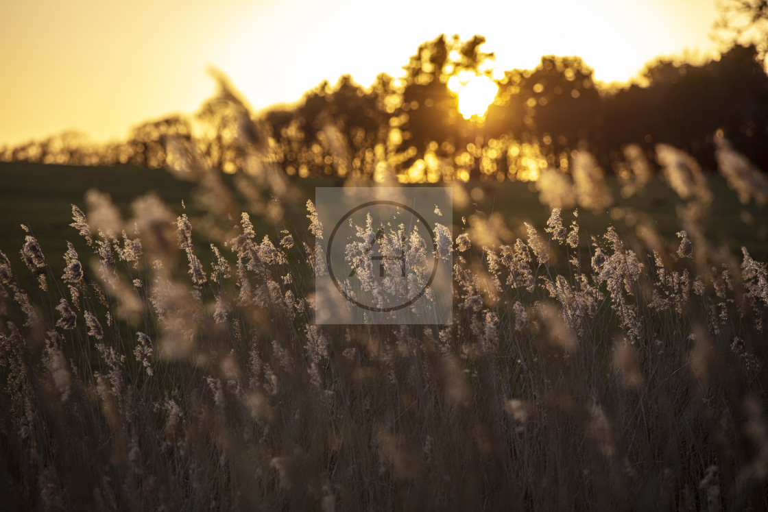 "Levington marshes sunset" stock image