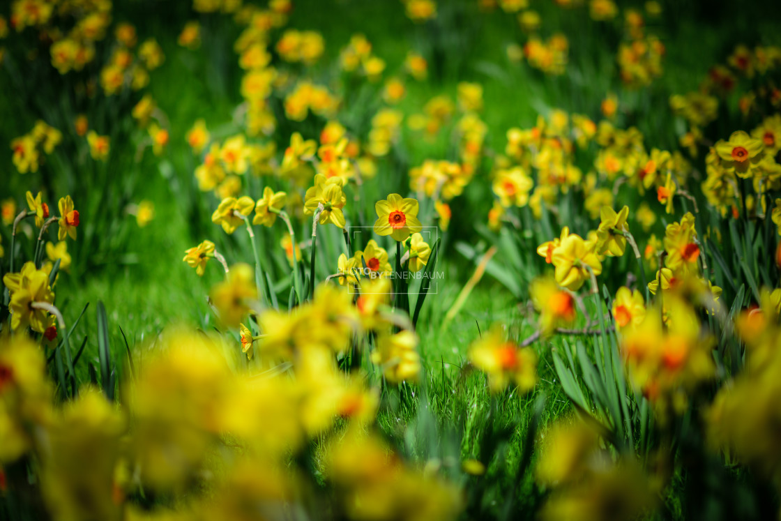"Daffodils" stock image