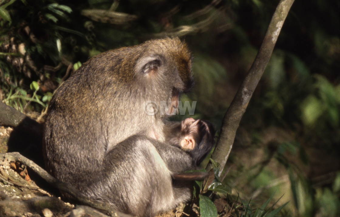 "Crab-Eating Macaque & baby." stock image