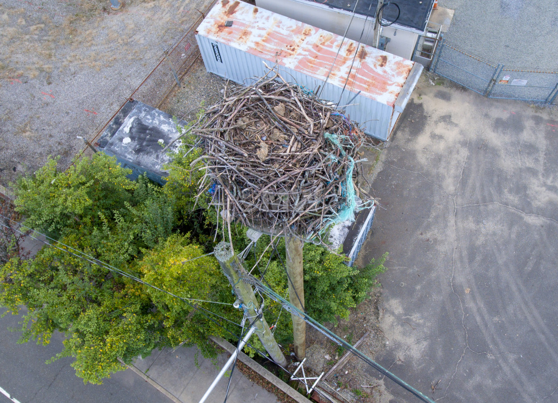 "Osprey nest from above" stock image