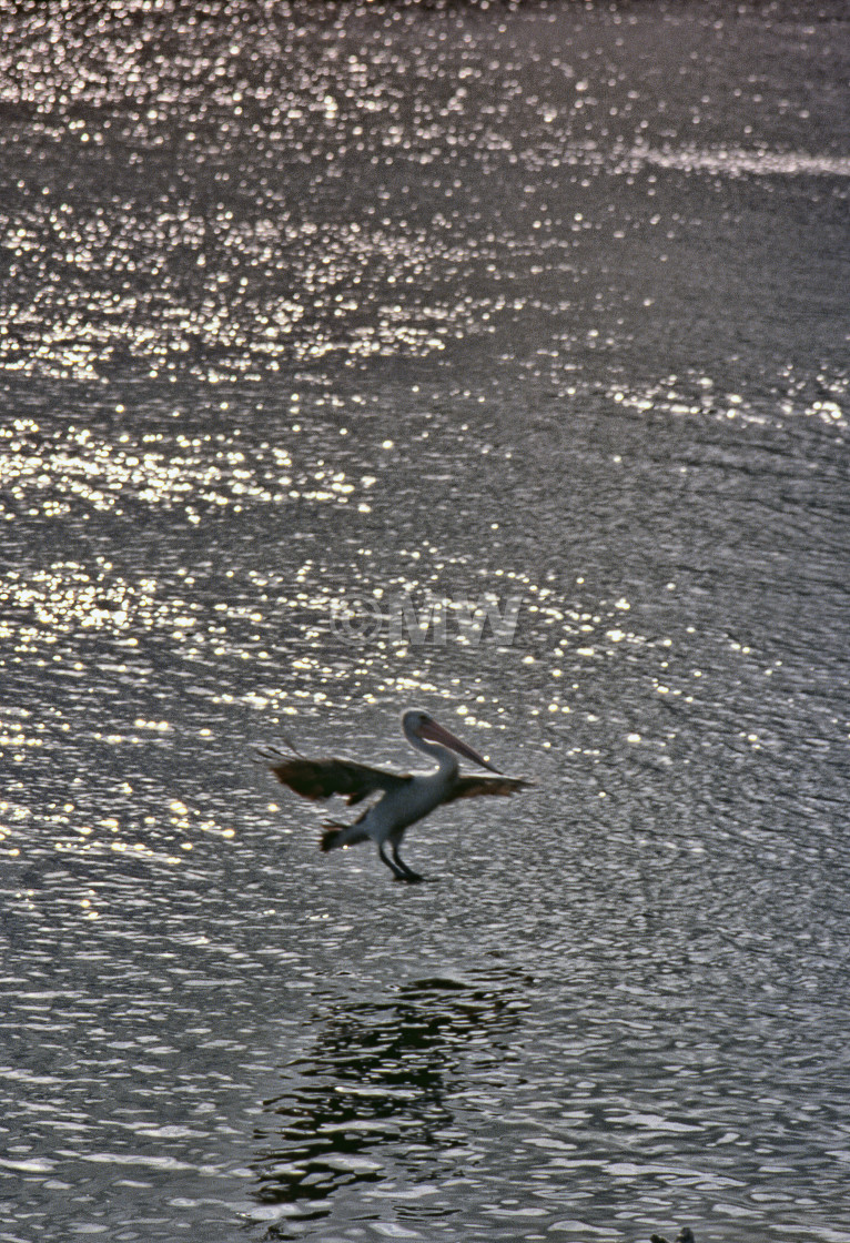 "Pelican about to land on rippled water" stock image