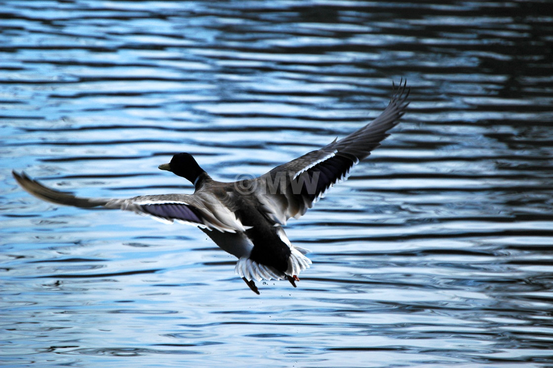 "Duck Ascent" stock image