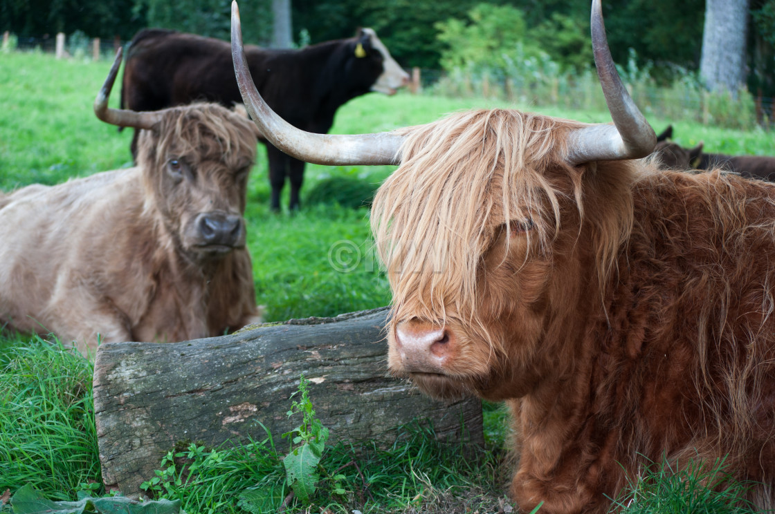 "Highland cattle" stock image