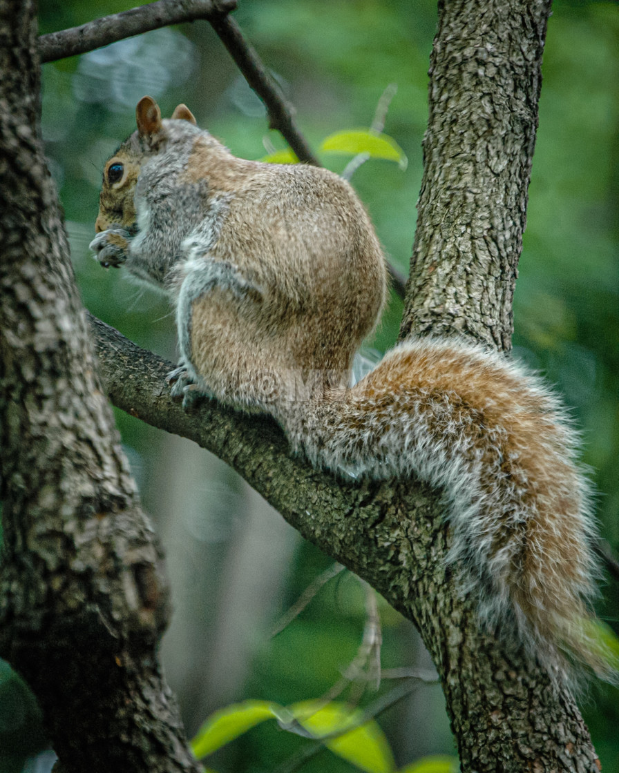 "Gray squirrel" stock image