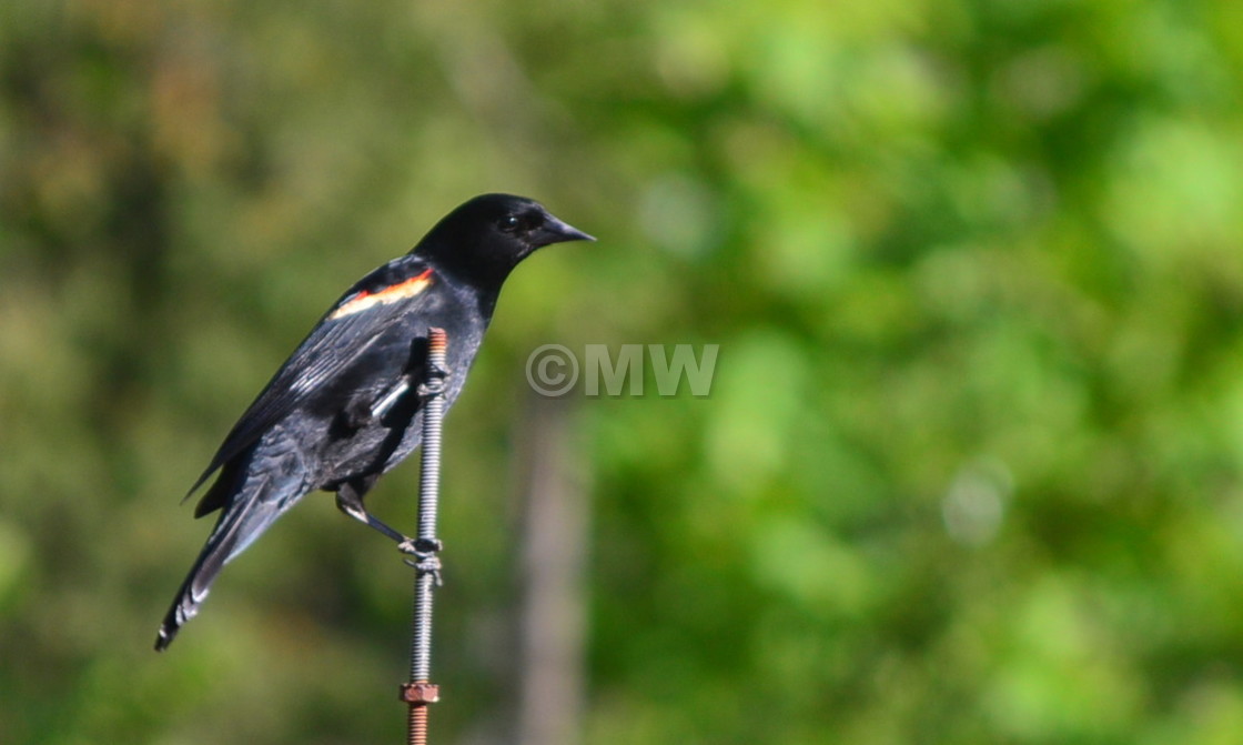 "Red-Wing Blackbird" stock image