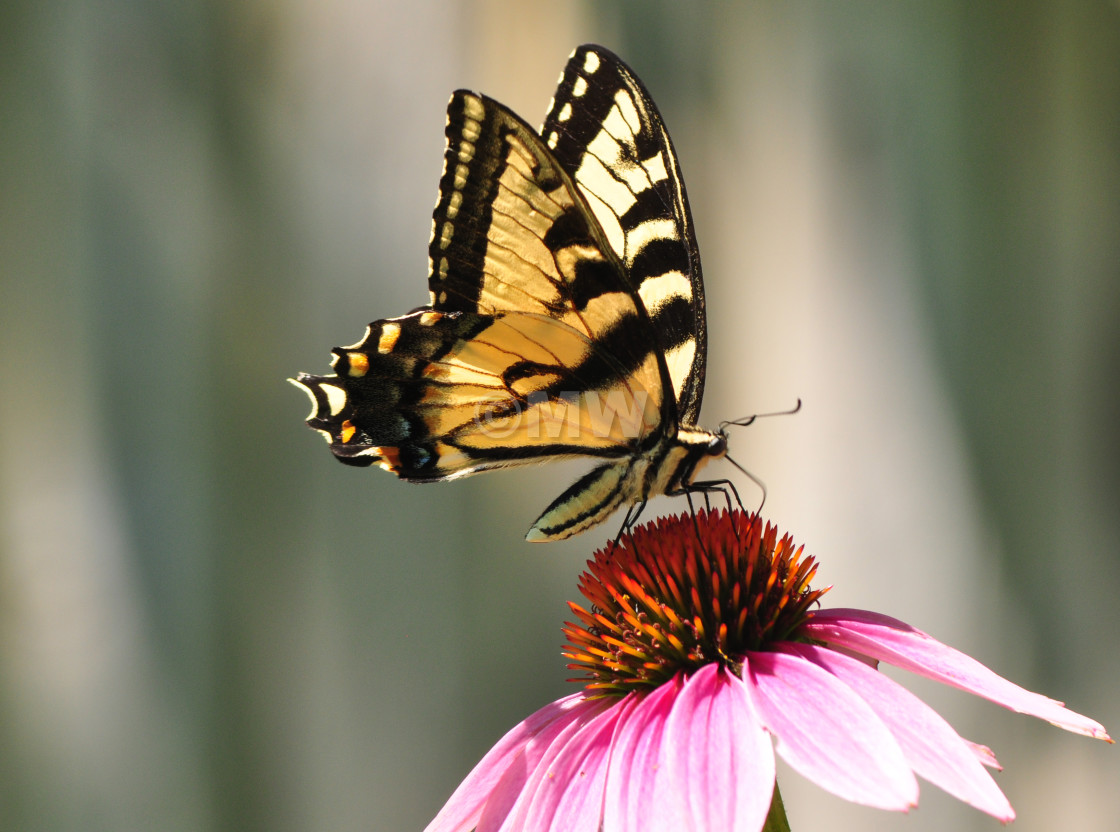 "Swallowtail butterfly" stock image