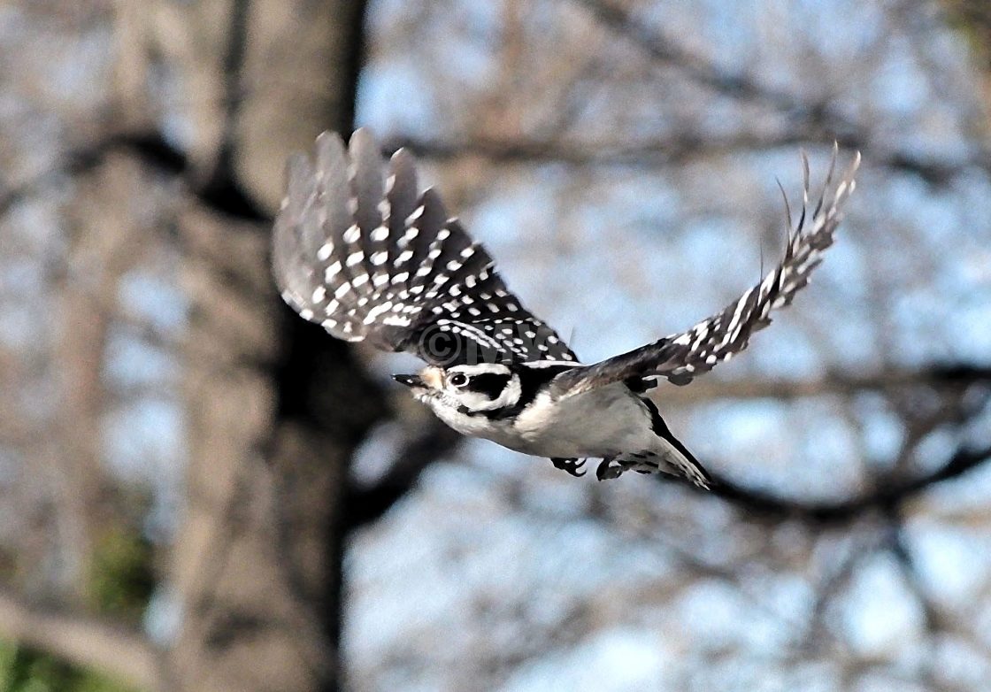 "Downy Woodpecker in flight" stock image