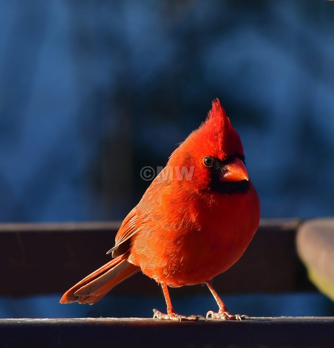 "Cardinal, male" stock image