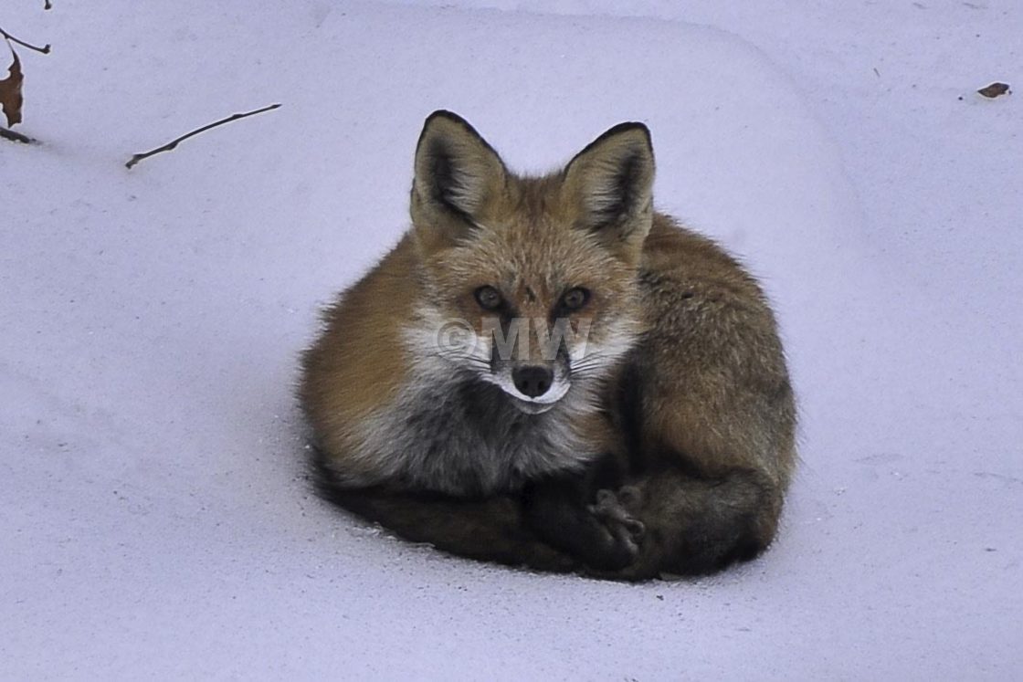 "Fox in snow" stock image