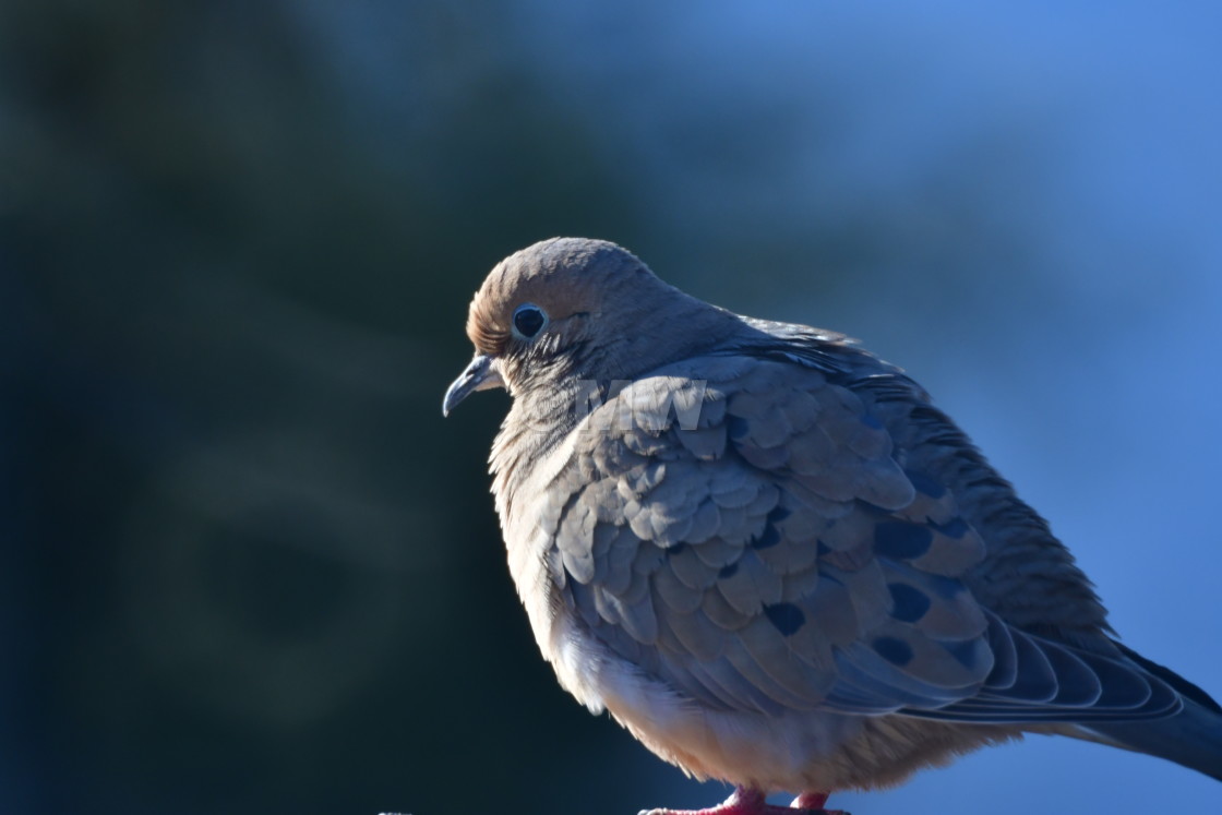 "Mourning dove" stock image