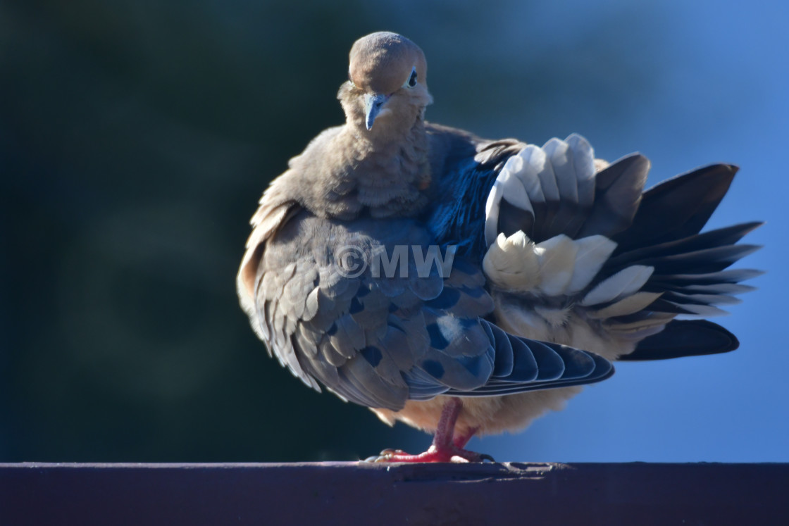 "Mourning dove" stock image