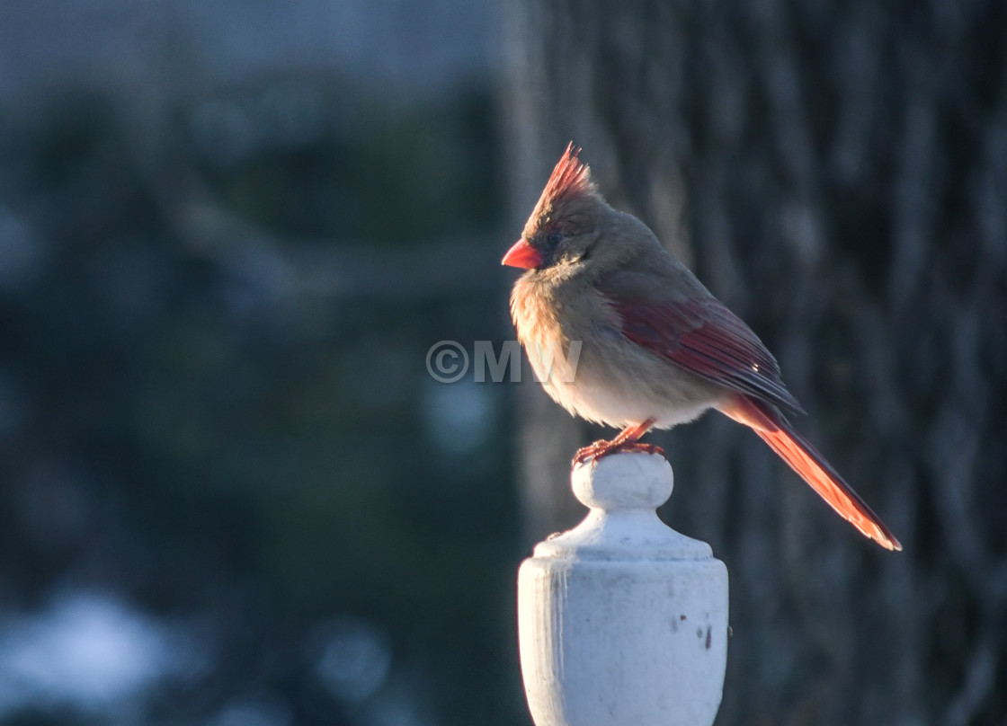 "Cardinal, female" stock image