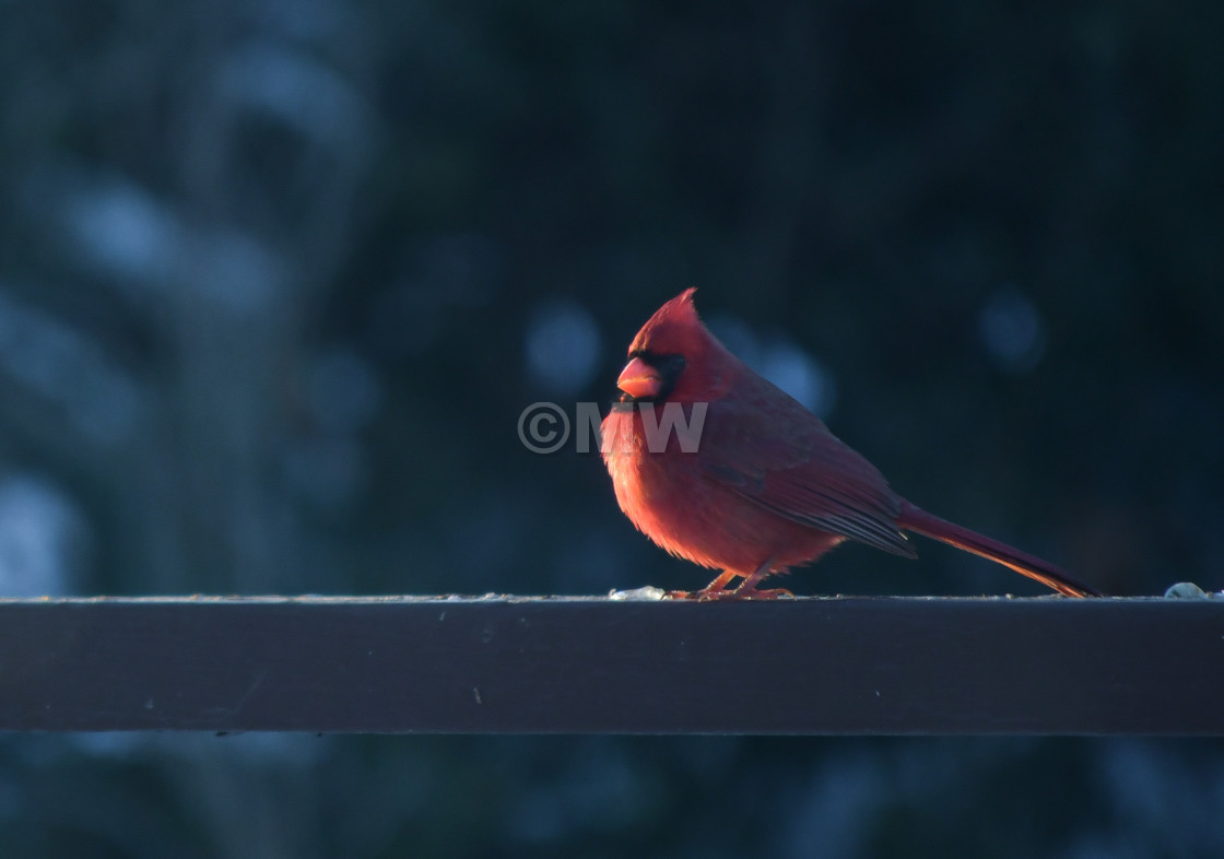 "Cardinal, female" stock image