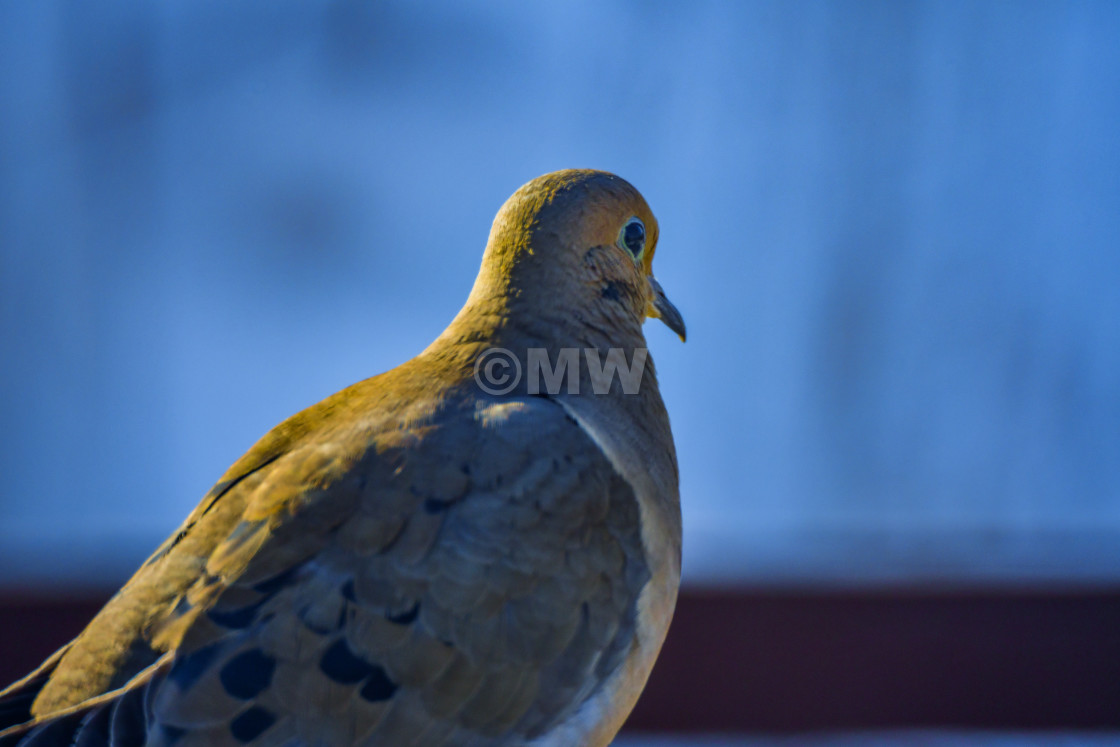 "Mourning dove" stock image