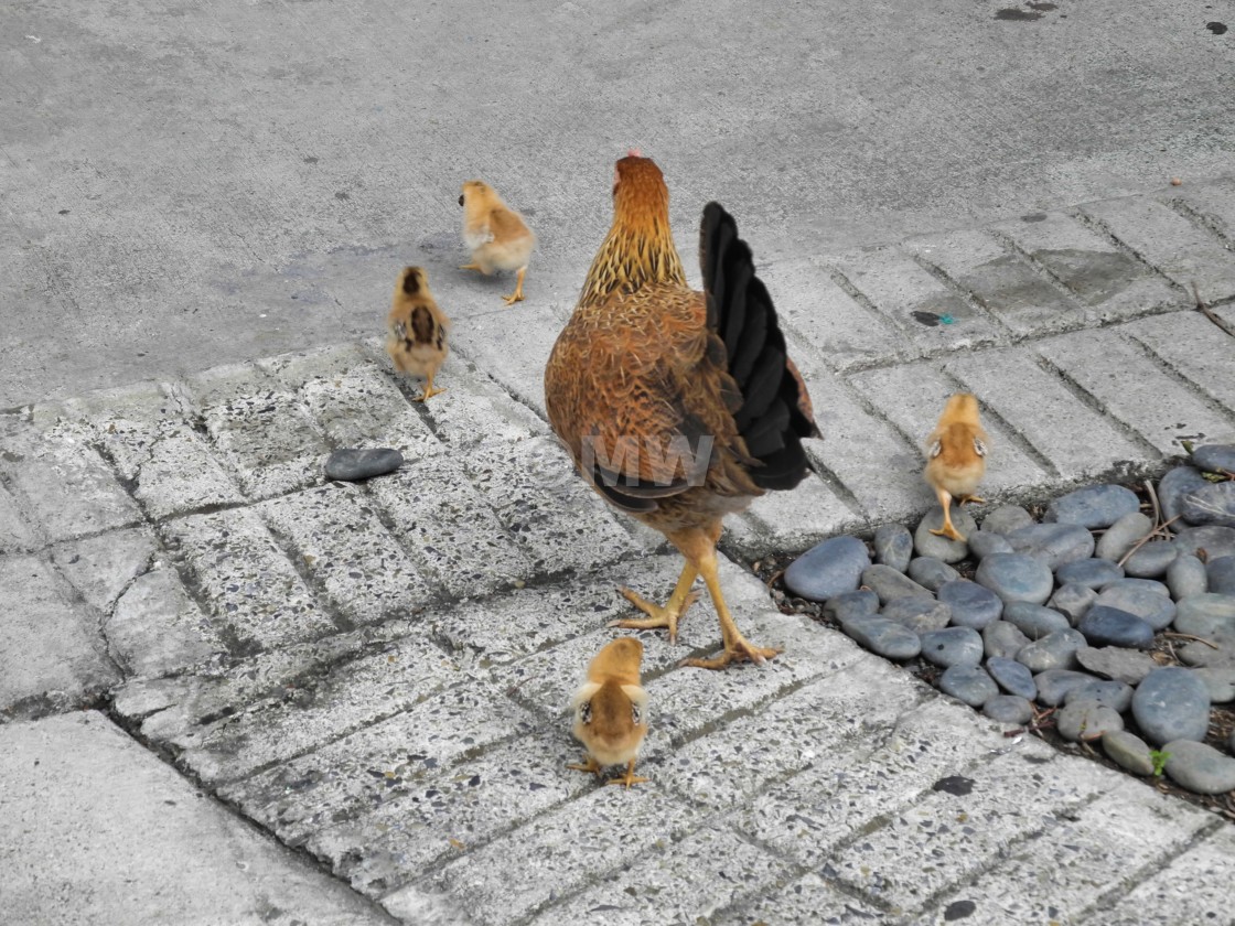 "Why did the chicken cross the road?" stock image