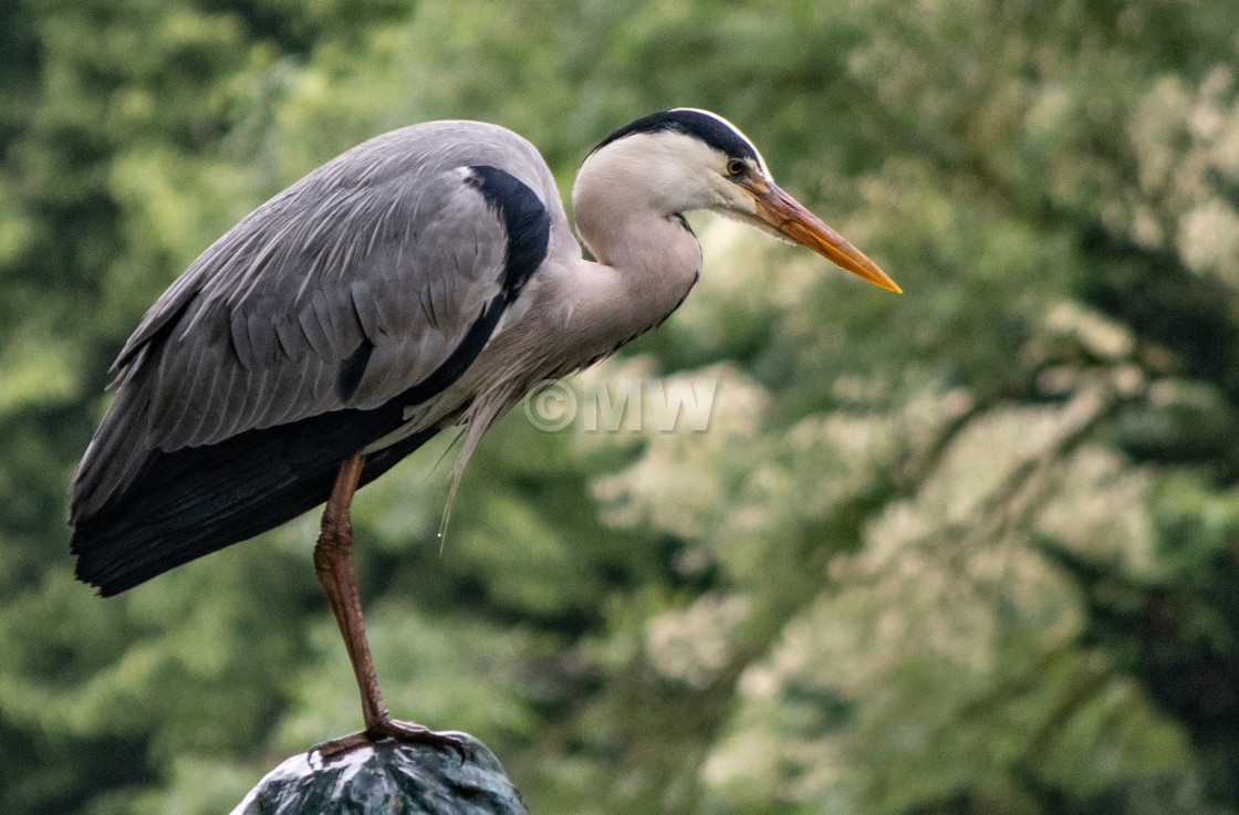 "Great Blue Heron on fountain statue" stock image