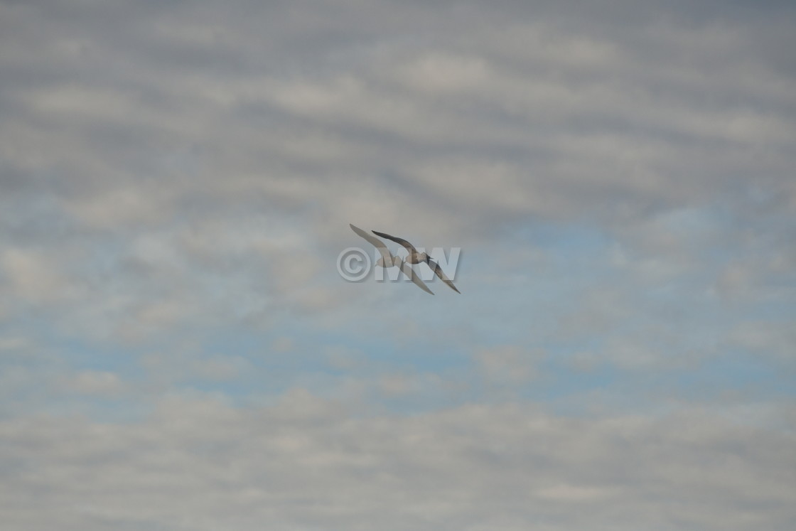 "Herring gull double-exposure" stock image