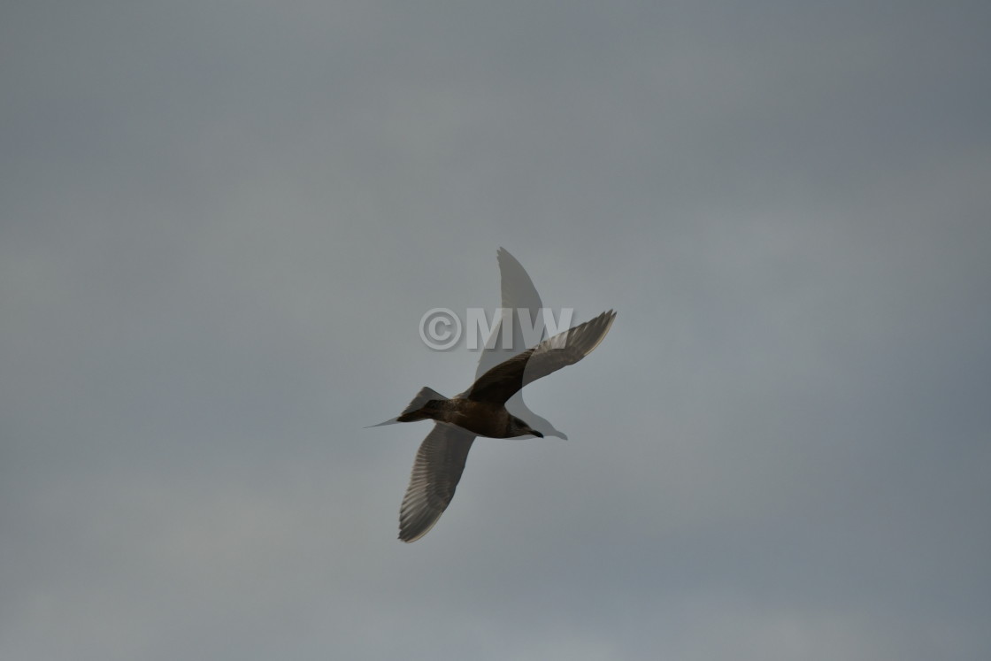 "Herring gull double-exposure" stock image