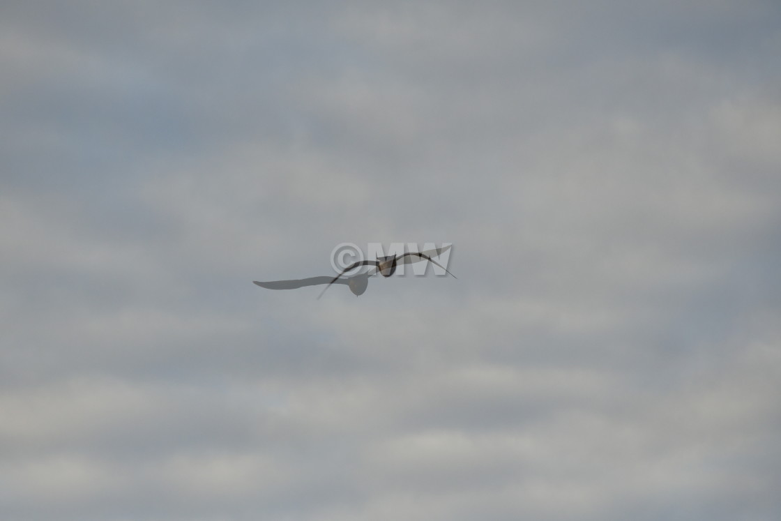 "Herring gull double-exposure" stock image