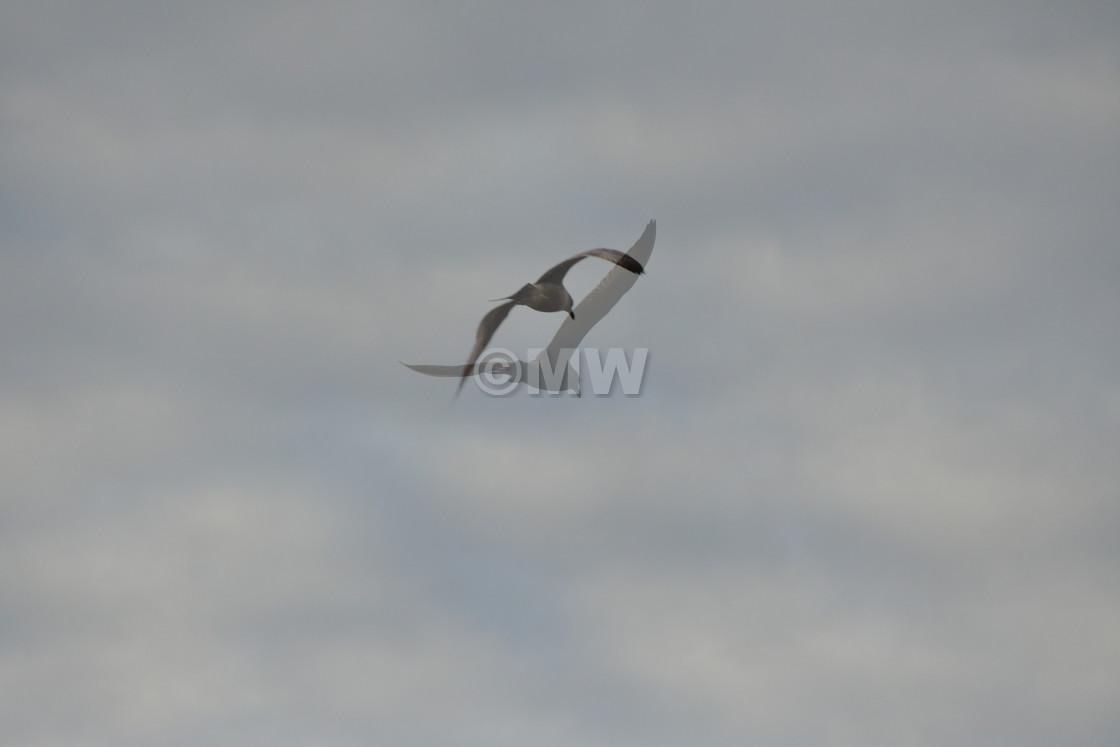 "Herring gull double-exposure" stock image