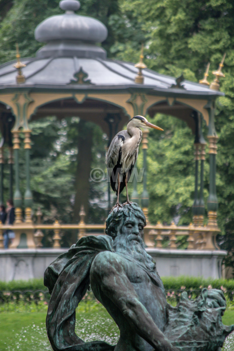 "Great Blue Heron on fountain statue" stock image