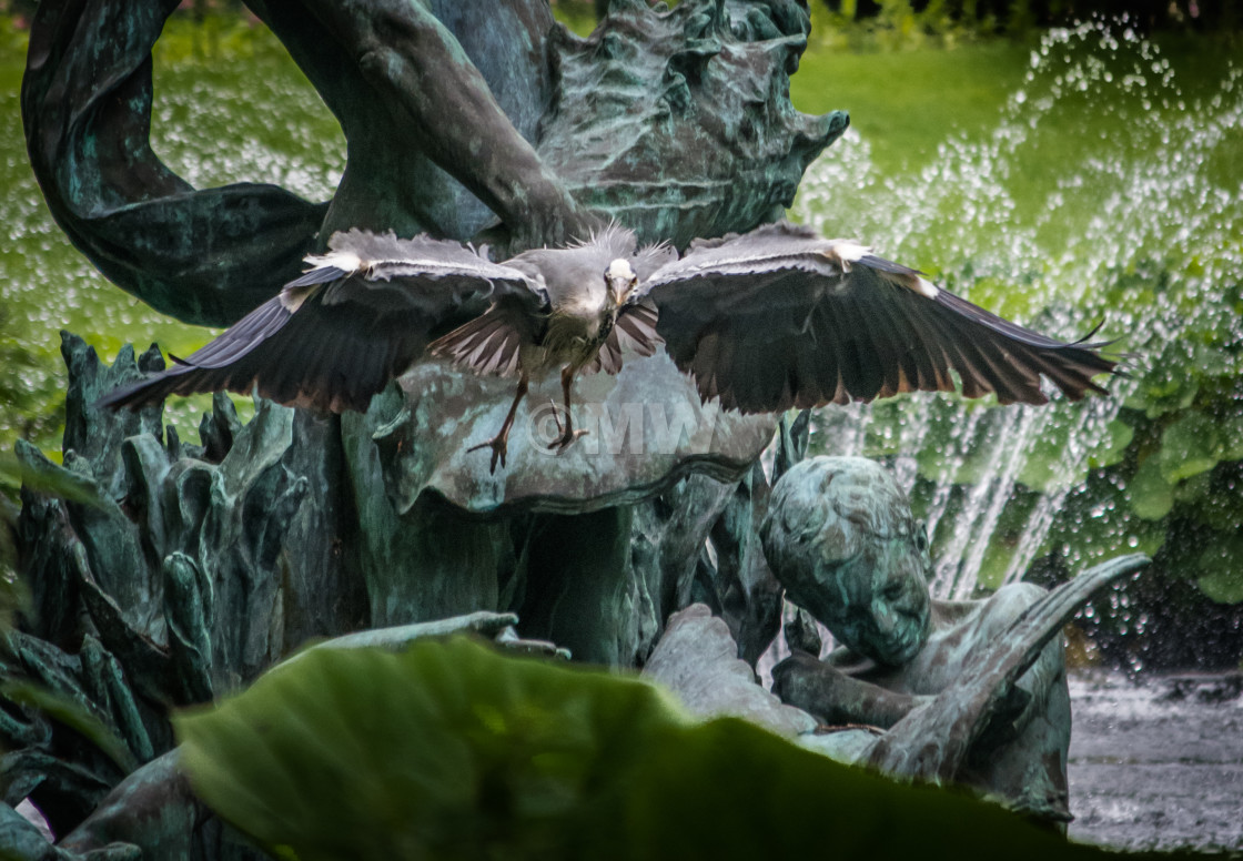 "Great Blue Heron in flight near fountain statue" stock image