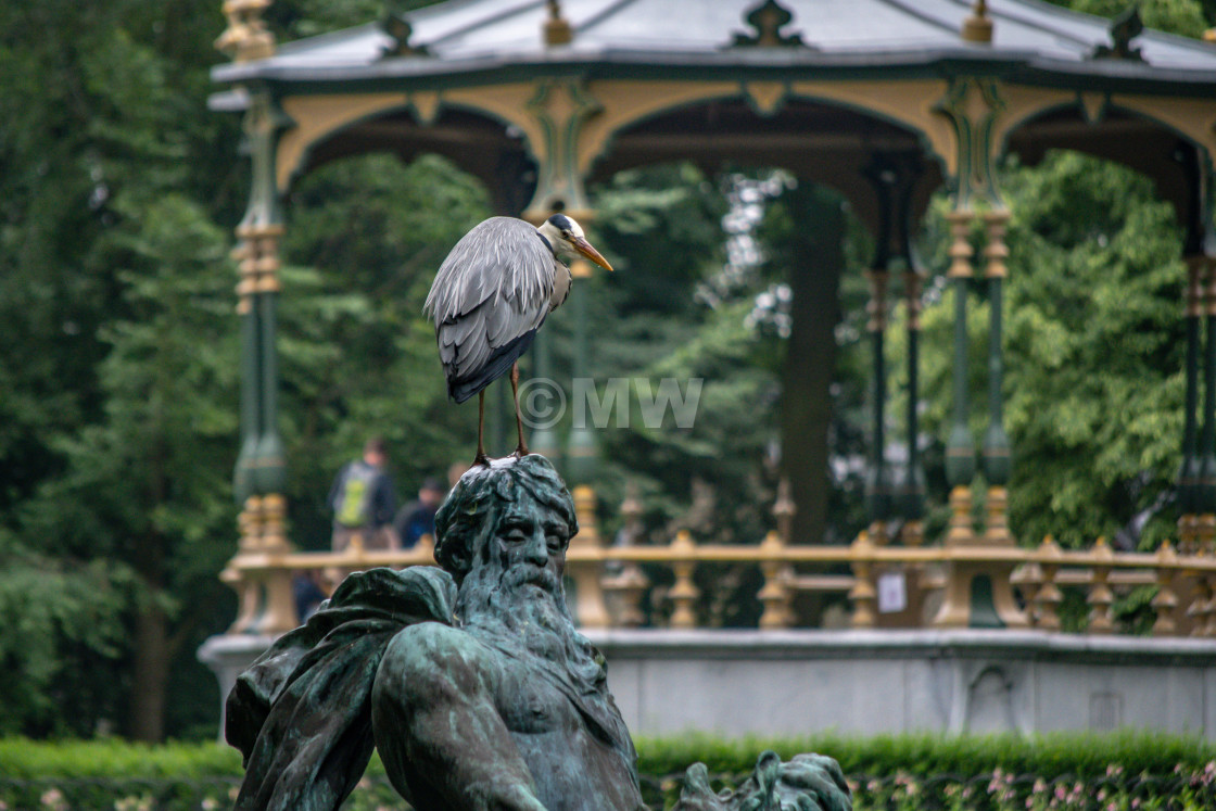 "Great Blue Heron on fountain statue" stock image