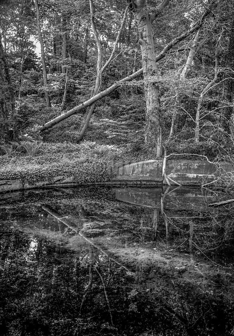 "Forest Pool" stock image