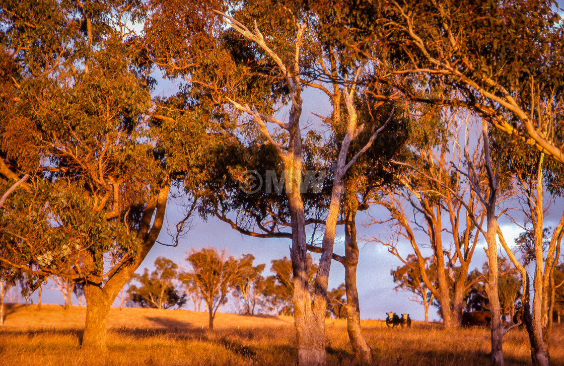 "Golden trees and cows" stock image