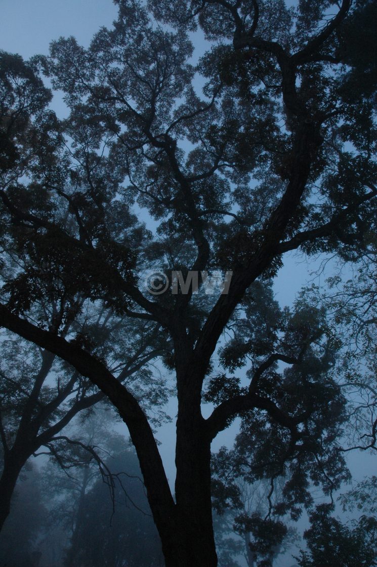 "Majestic oak in mist" stock image