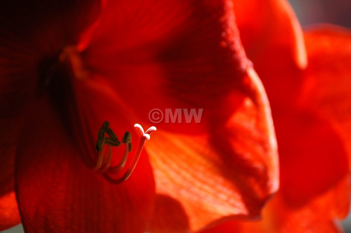 "Amaryllis" stock image