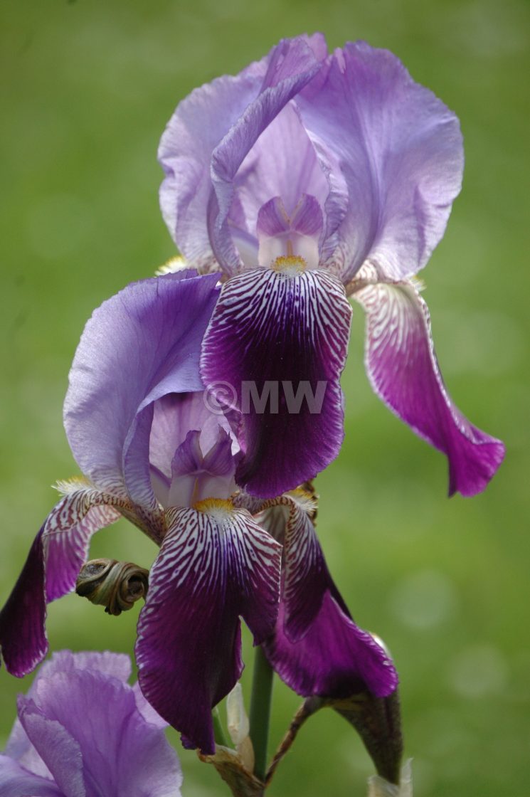 "Iris flower" stock image