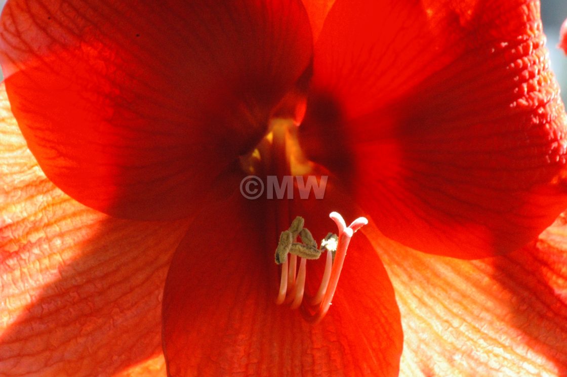 "Amaryllis" stock image