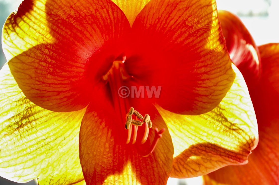 "-E Amaryllis" stock image